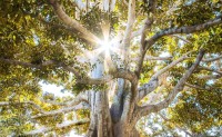 樹木的療癒力﹗增強身體抵抗疾病和壓力妙法﹗